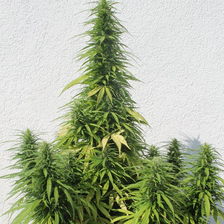 Dope Breeders - FLASH SEEDS Octopussy SuperAuto Image