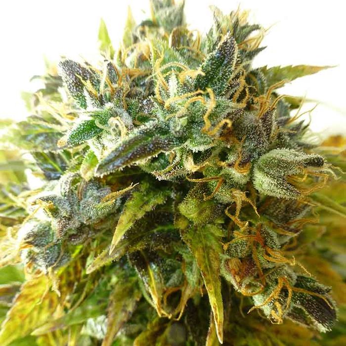 Dope Breeders - FLASH SEEDS Onyx Image