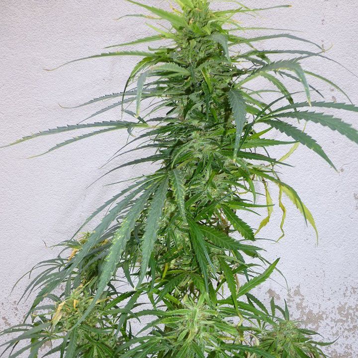 Dope Breeders - FLASH SEEDS Panama Lime SuperAuto Image