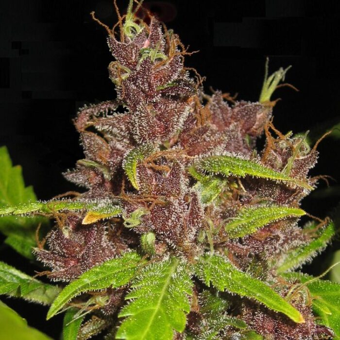 Dope Breeders - FLASH SEEDS Purple Mazar Image