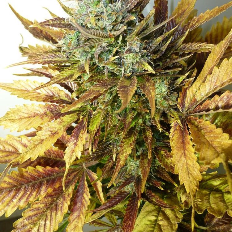 Dope Breeders - FLASH SEEDS Purple Sirius Kush Image