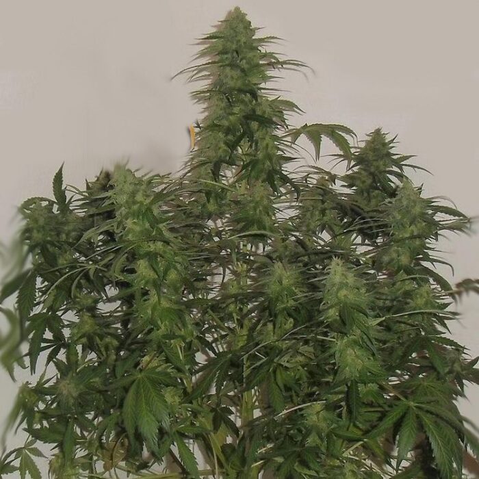 Dope Breeders - FLASH SEEDS Russian Fuel Image