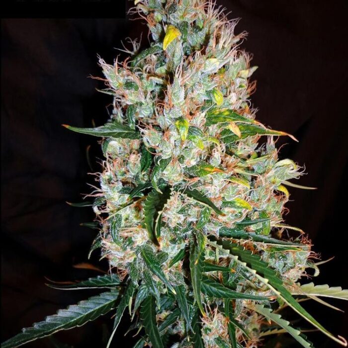 Dope Breeders - FLASH SEEDS Russian Haze Image