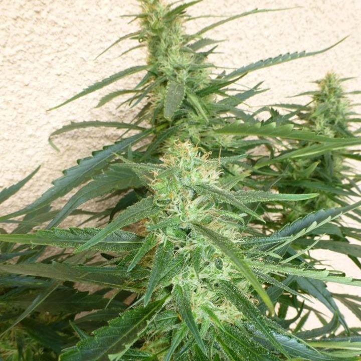 Dope Breeders - FLASH SEEDS Spacer SuperAuto Image