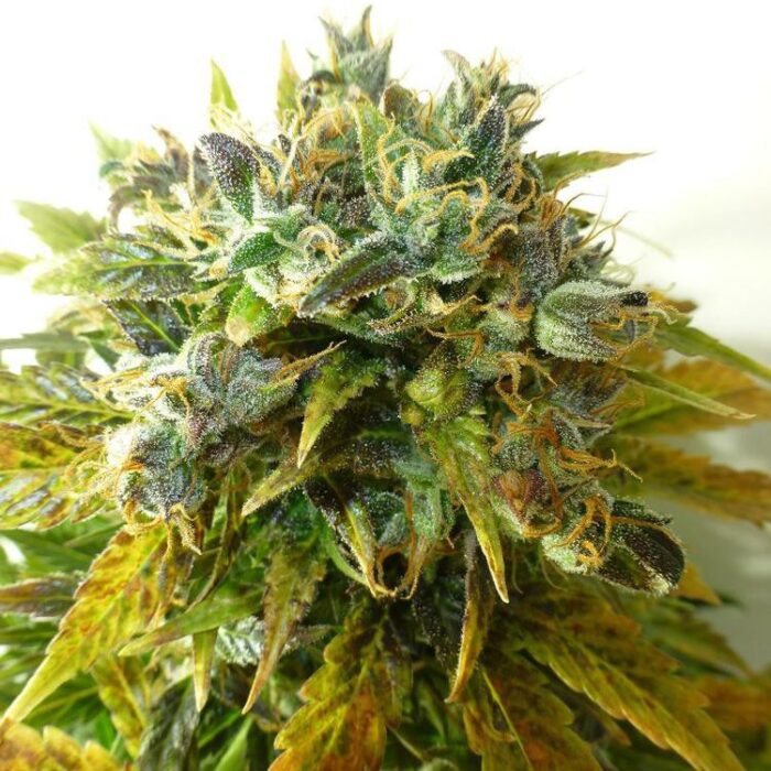 Dope Breeders - FLASH SEEDS Stardust Image