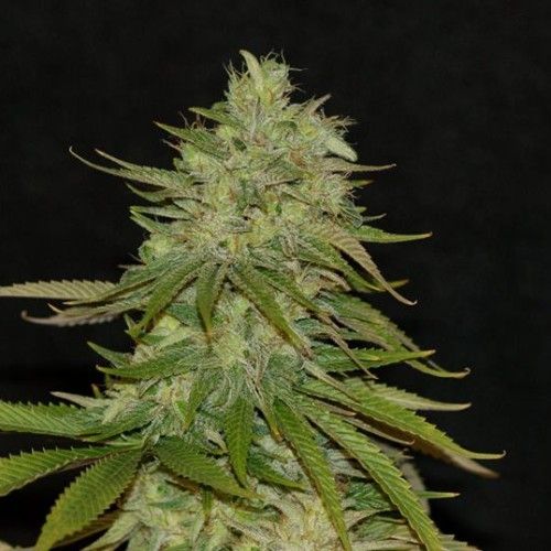 Dope Breeders - FLASH SEEDS Strawberry Mango Haze SuperAuto Image