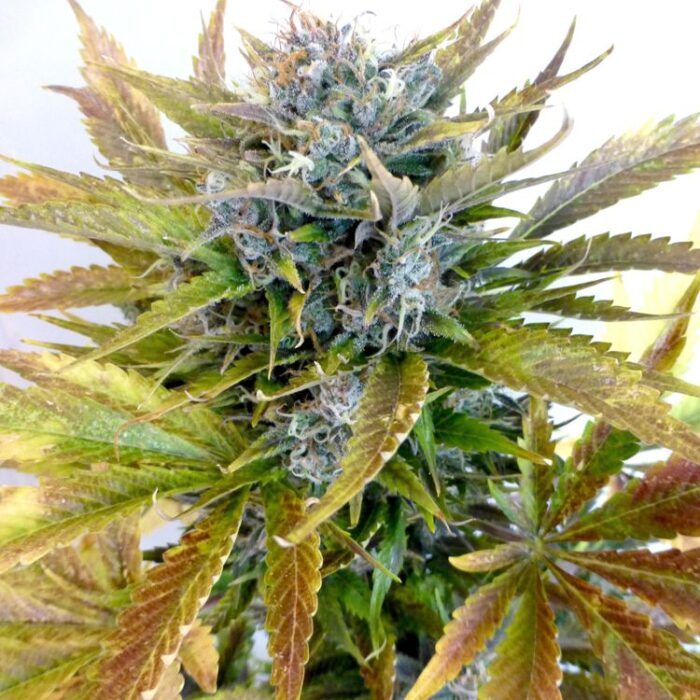 Dope Breeders - FLASH SEEDS Super Blueberry Haze Image