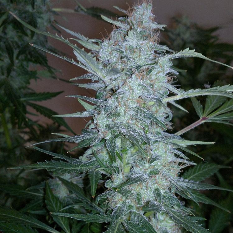 Dope Breeders - FLASH SEEDS White Sirius Image