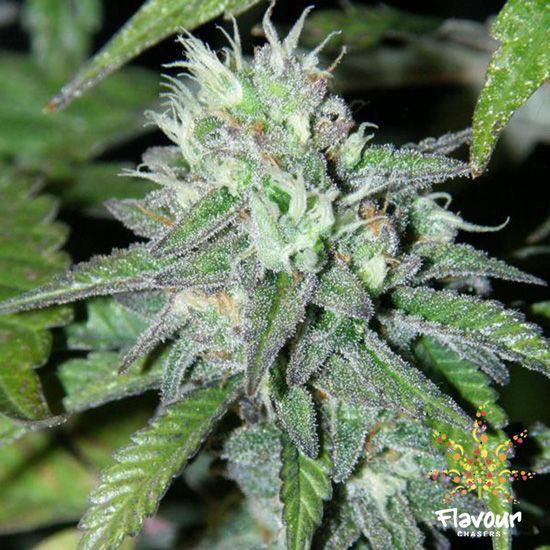 Dope Breeders - FLAVOUR CHASERS Goji OG Image