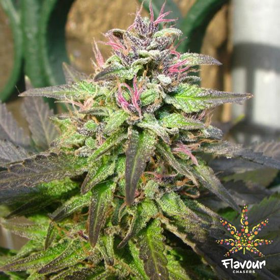 Dope Breeders - FLAVOUR CHASERS Pink Runtz Image