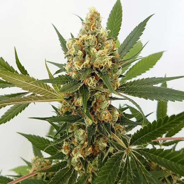 Dope Breeders - FREEDOM OF SEEDS Big Domina Auto Image