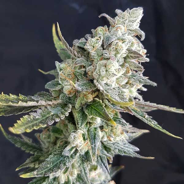 Dope Breeders - FREEDOM OF SEEDS Blue Angel Image