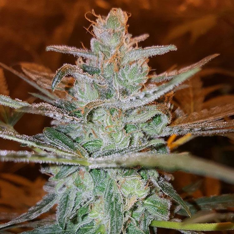 Dope Breeders - FREEDOM OF SEEDS Cheesedom (fka Stilton Breath) Image