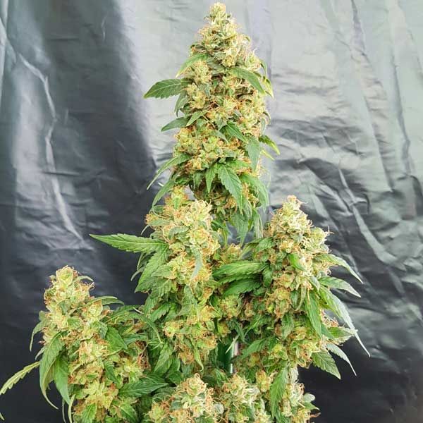 Dope Breeders - FREEDOM OF SEEDS Chunky Skunk Image