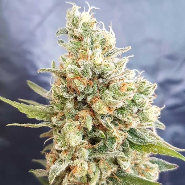 Dope Breeders - FREEDOM OF SEEDS Crystal Dwarf Auto Image