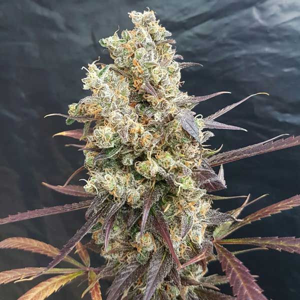 Dope Breeders - FREEDOM OF SEEDS Diesel Devil Auto Image