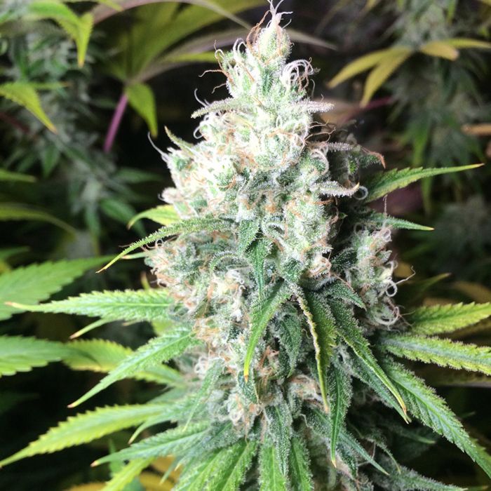 Dope Breeders - FREEDOM OF SEEDS Dieselicious Image