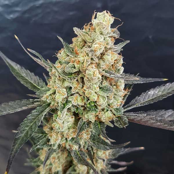 Dope Breeders - FREEDOM OF SEEDS Dr Kush Image