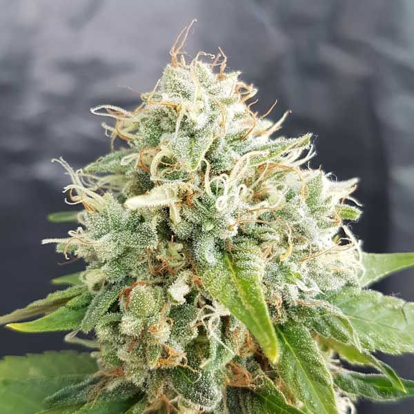 Dope Breeders - FREEDOM OF SEEDS Easy Cheese Auto (fka Little Stilton Auto) Image