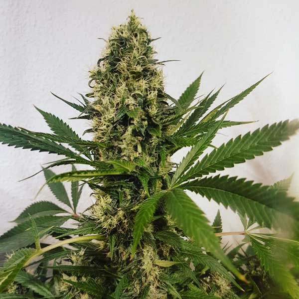 Dope Breeders - FREEDOM OF SEEDS Freedom Haze Image