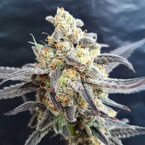 Dope Breeders - FREEDOM OF SEEDS Godberry Image