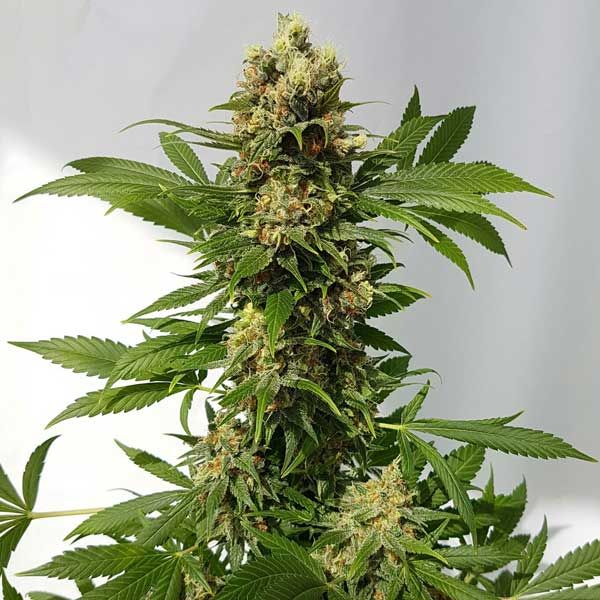 Dope Breeders - FREEDOM OF SEEDS Guerrilla Ryder Auto Image