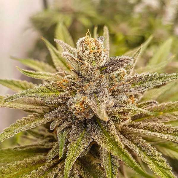 Dope Breeders - FREEDOM OF SEEDS Mighty Grape Image