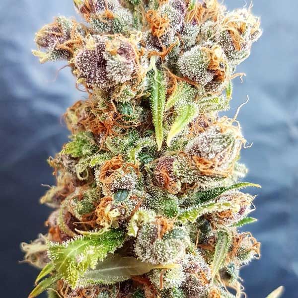 Dope Breeders - FREEDOM OF SEEDS Romberry Image