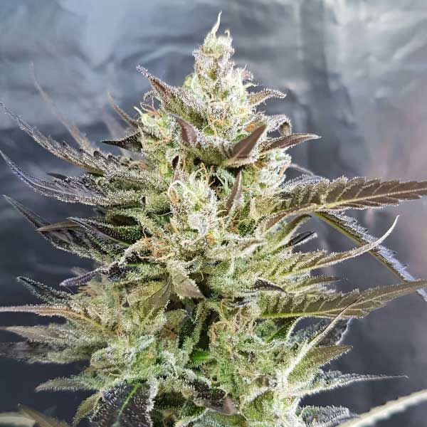 Dope Breeders - FREEDOM OF SEEDS Short Nepali Auto Image