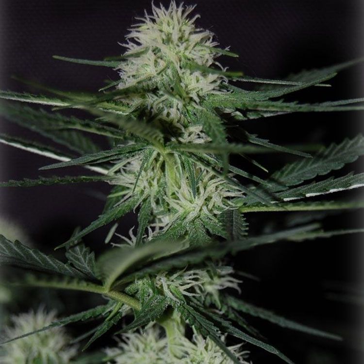 Dope Breeders - FREEDOM OF SEEDS White Goblin Auto Image