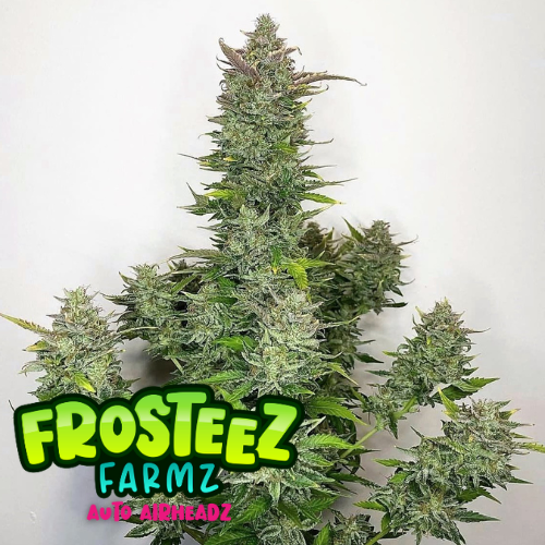 Dope Breeders - FROSTEEZ FARMZ Auto Airheadz Image