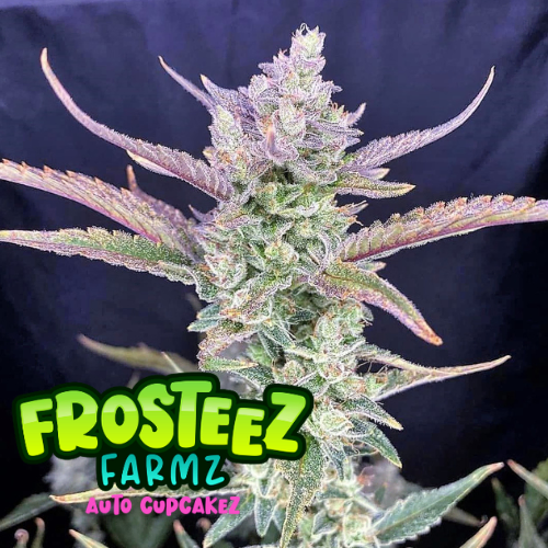 Dope Breeders - FROSTEEZ FARMZ Auto Cup Cakez Image