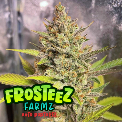 Dope Breeders - FROSTEEZ FARMZ Auto PopTartz Image