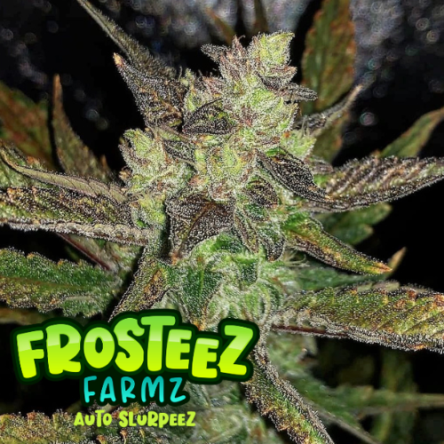 Dope Breeders - FROSTEEZ FARMZ Auto Slurpeez Image