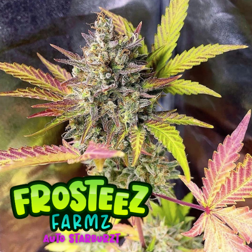 Dope Breeders - FROSTEEZ FARMZ Auto Starburzt Image