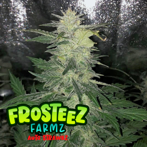 Dope Breeders - FROSTEEZ FARMZ Auto Strawbz Image