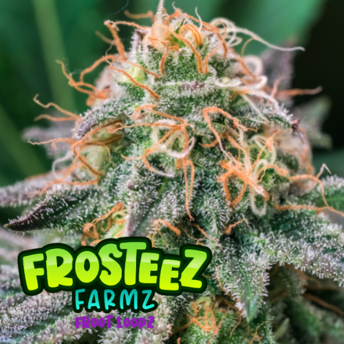 Dope Breeders - FROSTEEZ FARMZ Froot Loopz Image