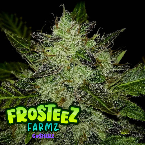 Dope Breeders - FROSTEEZ FARMZ Gusherz Image