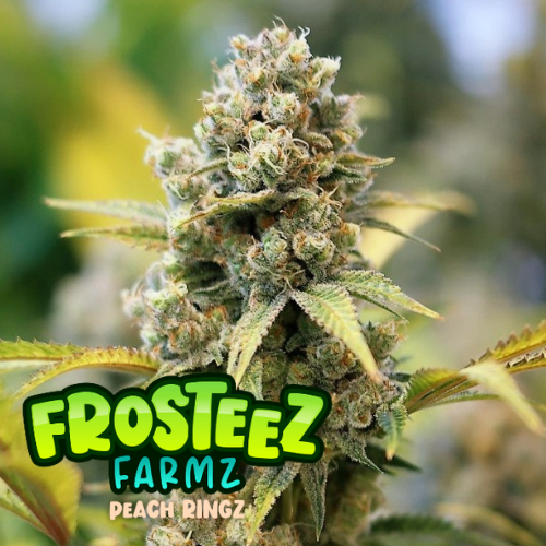 Dope Breeders - FROSTEEZ FARMZ Peach Ringz Image