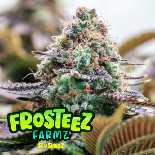 Dope Breeders - FROSTEEZ FARMZ Slusheez Image