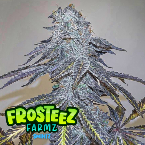 Dope Breeders - FROSTEEZ FARMZ Zmintz Image