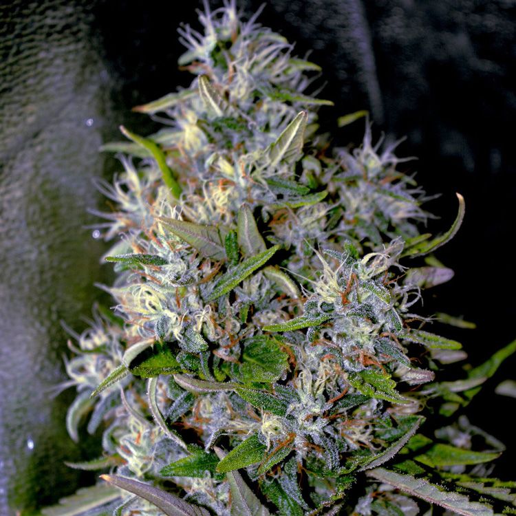 Dope Breeders - G13 LABS Apple Crumble Image