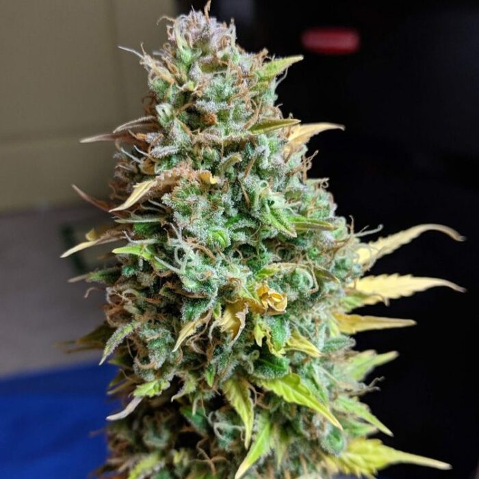 Dope Breeders - G13 LABS Auto Blueberry aka Auto Berry Image