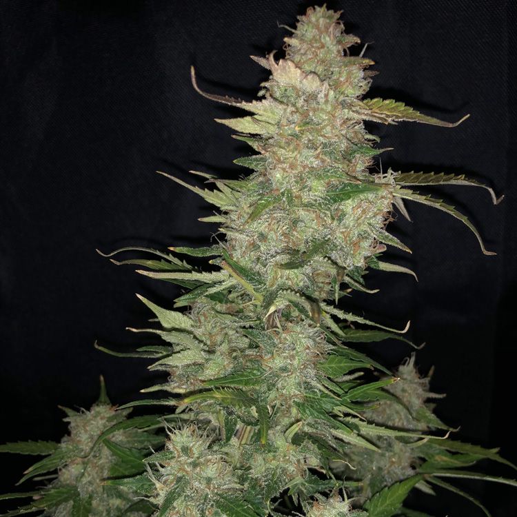 Dope Breeders - G13 LABS Auto Dosi Image