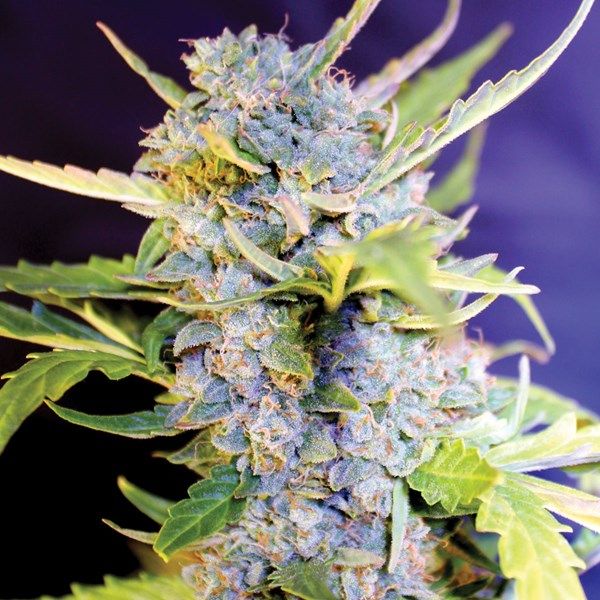 Dope Breeders - G13 LABS Auto Fro-Yo Image