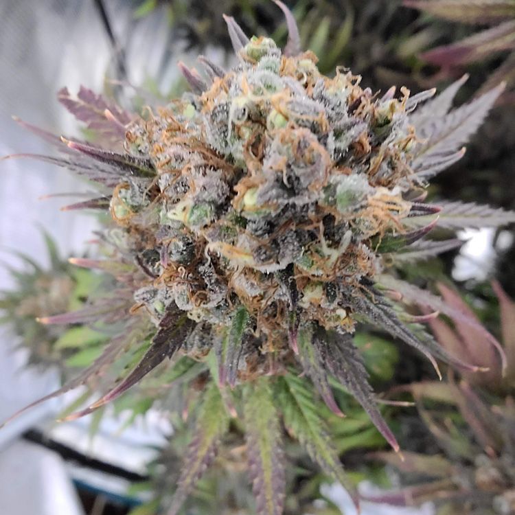 Dope Breeders - G13 LABS Blue Cindy Image