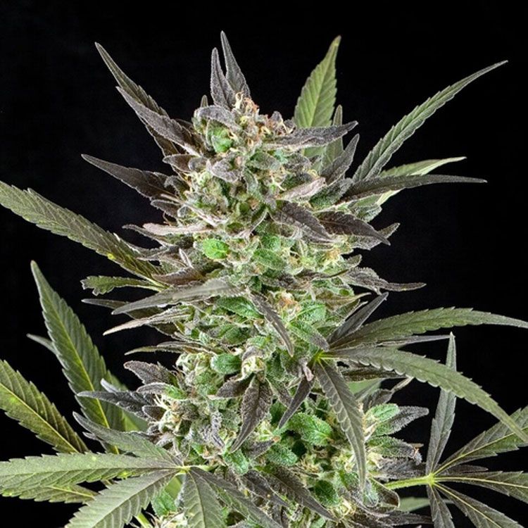 Dope Breeders - G13 LABS Blue Venom Image