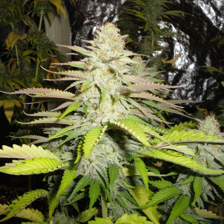 Dope Breeders - G13 LABS Blueberry Gum #2 Image