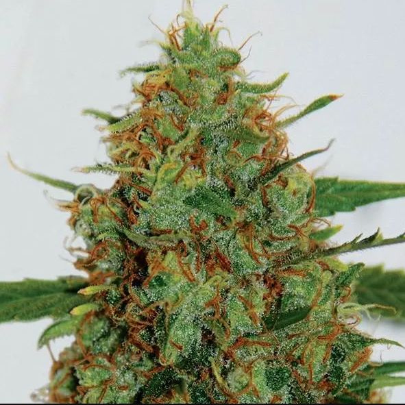 Dope Breeders - G13 LABS C99 Image