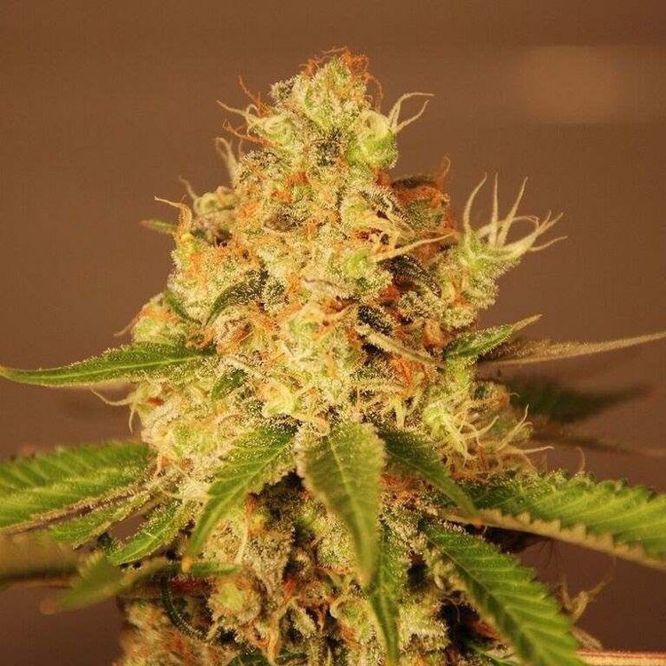 Dope Breeders - G13 LABS Diesel Auto Image